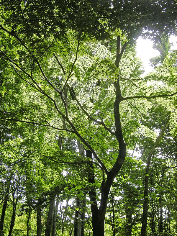 a0001354_228449.gif