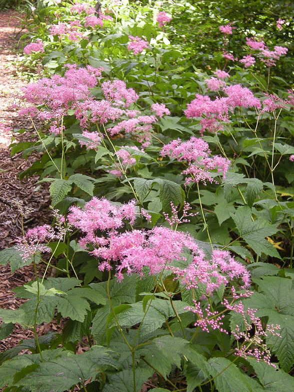 a0001354_2293086.gif