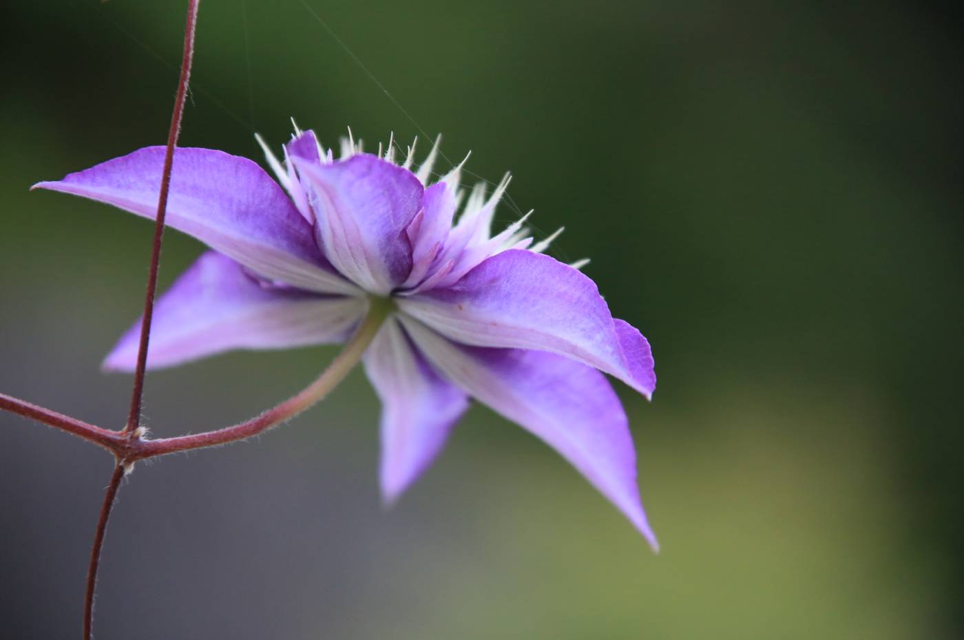 里の花達！_f0033856_20424745.jpg