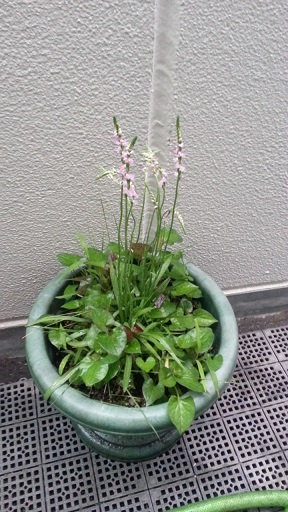 根都古草 もじずり ねじばな 楓里だより