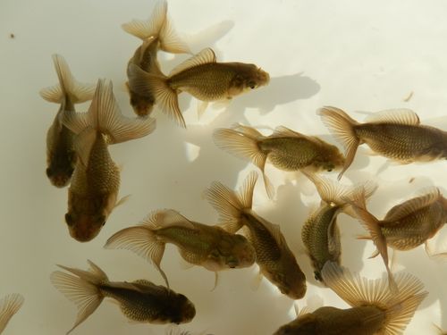 黒子 東錦です 金魚一番 らんちゅう飼育メモ