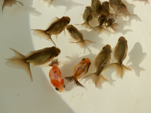 黒子 東錦です 金魚一番 らんちゅう飼育メモ