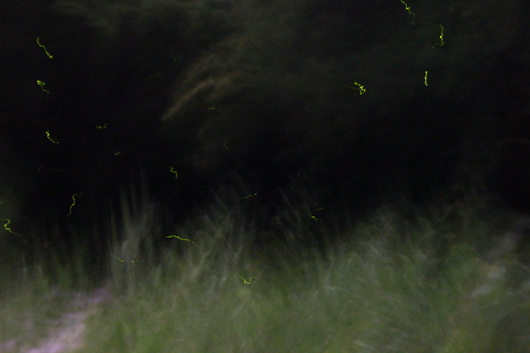 ひとだま T T T ひとだま T T T
