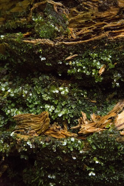 雨の高尾山に苔を撮りに行ってきました。_b0171785_719521.jpg