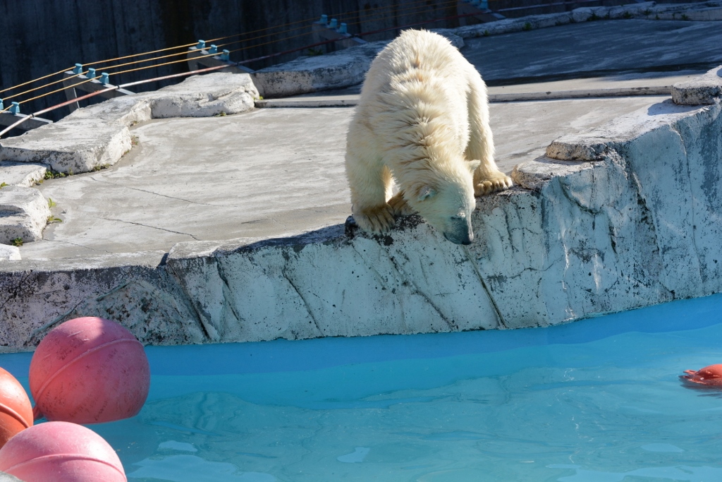 ２０１３年６月　円山動物園その２（１日目）　シロクマベビー達１_a0052986_22135765.jpg