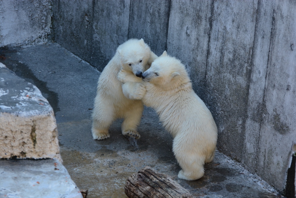 ２０１３年６月　円山動物園その２（１日目）　シロクマベビー達１_a0052986_22261736.jpg