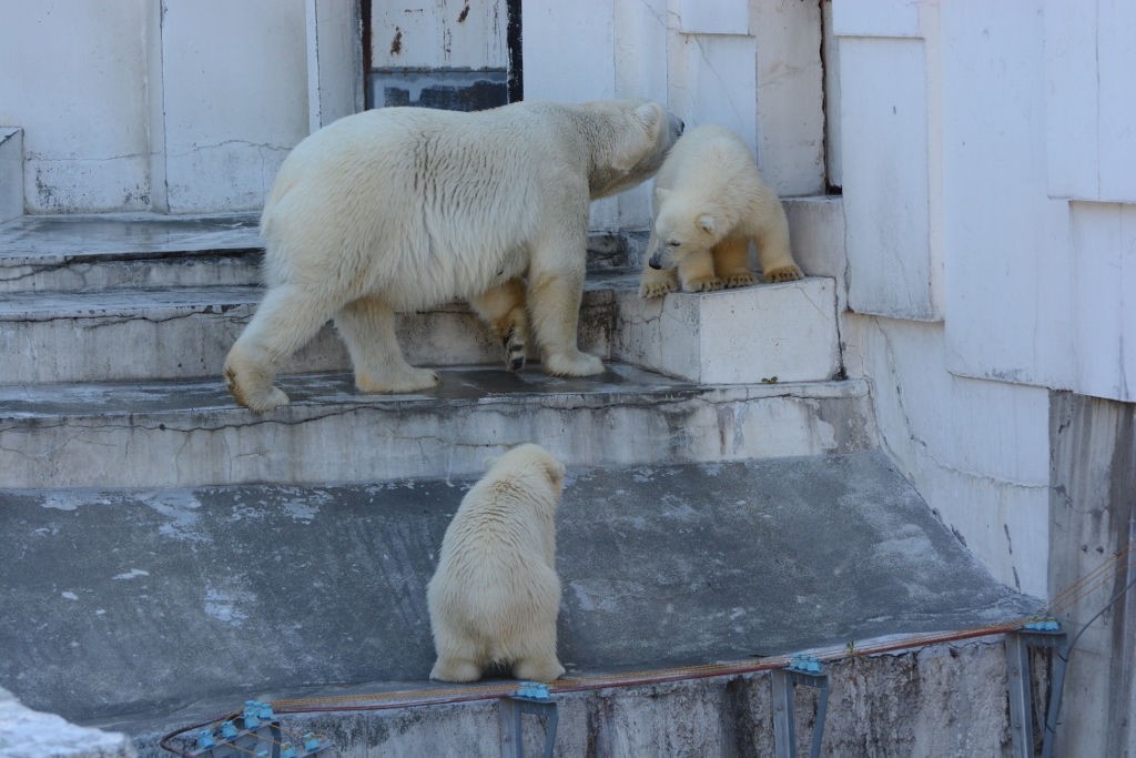 ２０１３年６月　円山動物園その２（１日目）　シロクマベビー達１_a0052986_22325519.jpg