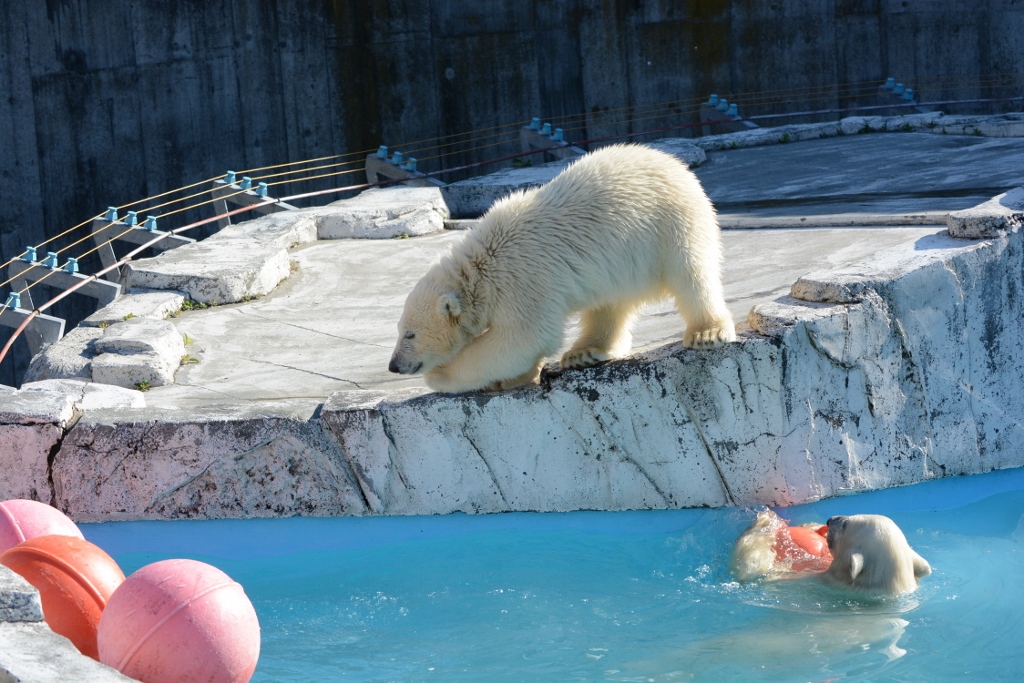 ２０１３年６月　円山動物園その２（１日目）　シロクマベビー達１_a0052986_22384190.jpg