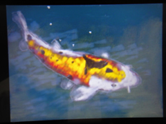 3DSと鯉と昼寝_d0132289_13482453.jpg