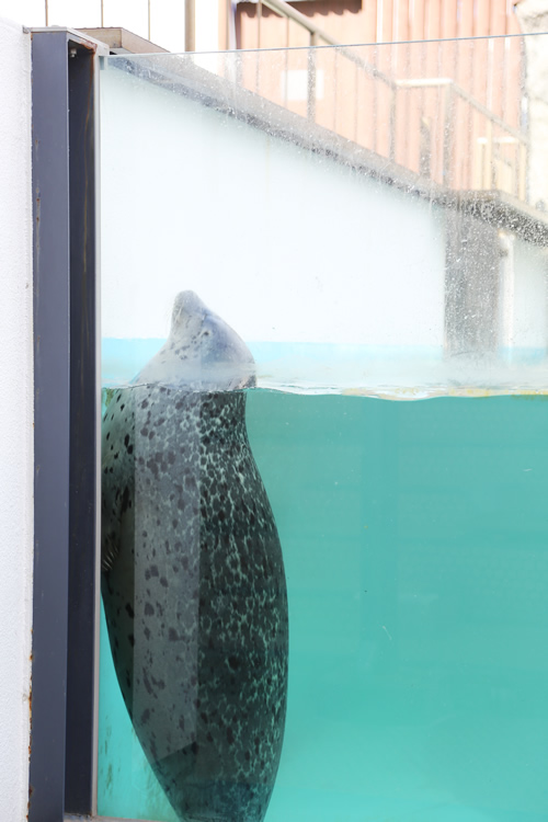 幸運を呼ぶ魚がいます（上越市立水族博物館）_e0162089_2148458.jpg