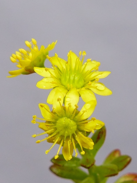 Aeonium sedifolium （小人の祭）　盆栽風_a0267399_2315478.jpg