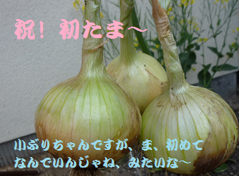 a0154801_8274441.png