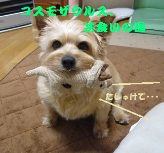a0154801_8281025.png