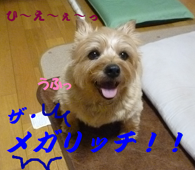 a0154801_8285345.png
