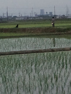 田んぼの犬サチの四度目の捕獲チャレンジ_f0146804_2132678.jpg