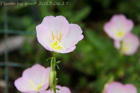 先週の庭　雨の降る前_a0293207_0285318.jpg