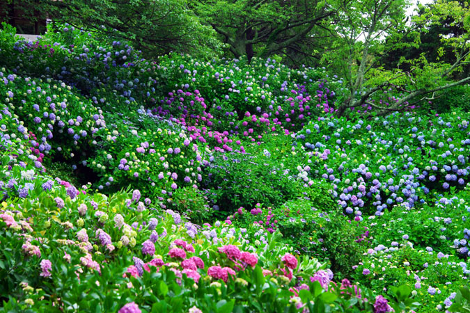 伊豆半島　下田公園の紫陽花2_a0263109_7445035.jpg