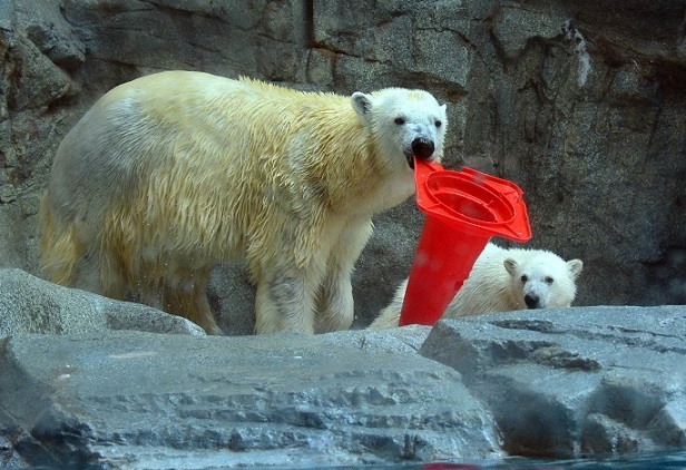 梅雨期の出羽の国、男鹿水族館でクルミ母娘との再会_a0151913_3261683.jpg
