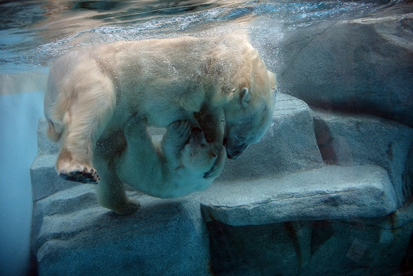 梅雨期の出羽の国、男鹿水族館でクルミ母娘との再会_a0151913_3264692.jpg