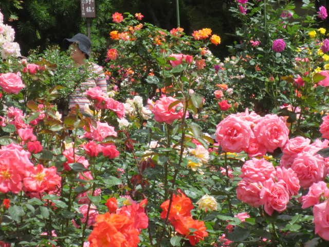 二度目の花巻温泉の旅　　その３　　薔薇・ばら・バラ　　　　_f0248616_11251994.jpg