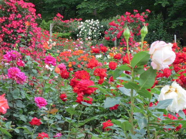 二度目の花巻温泉の旅　　その３　　薔薇・ばら・バラ　　　　_f0248616_1128383.jpg