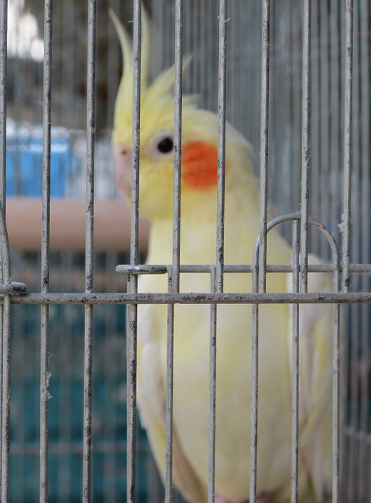 a0058124_1115349.png