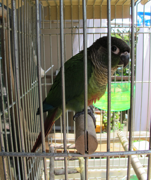 a0058124_11154819.png