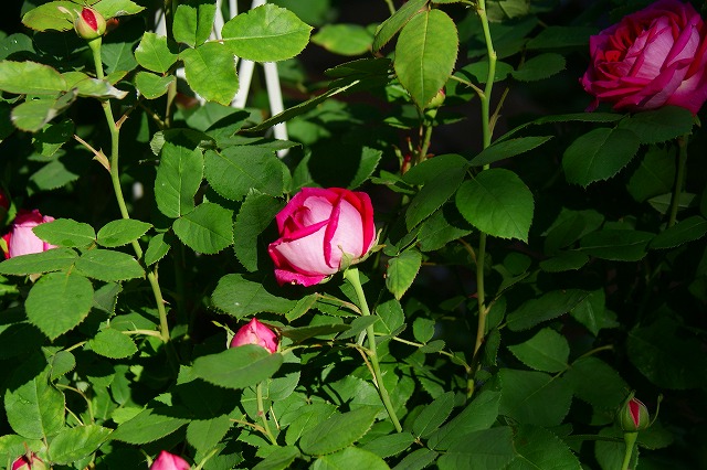 f0170524_13122466.jpg