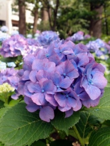 紫陽花_a0231828_2234939.jpg
