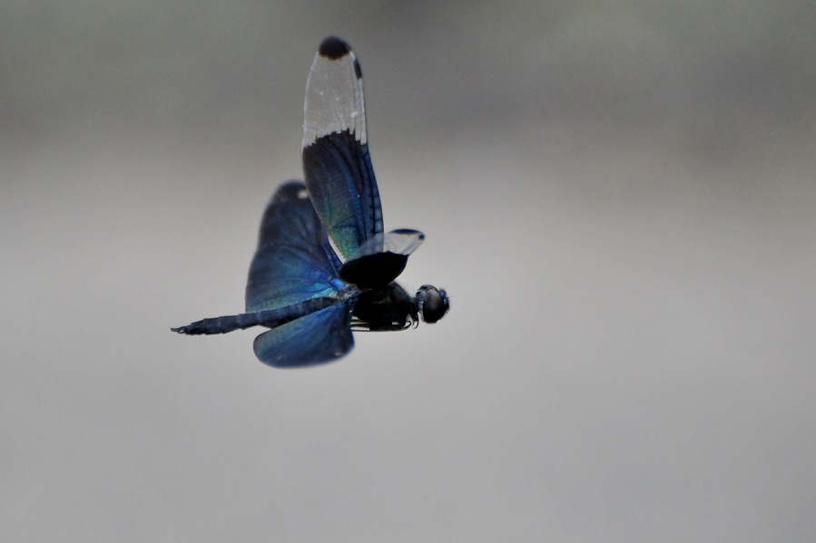 チョウトンボ飛翔（平池公園）_d0148541_19373185.jpg