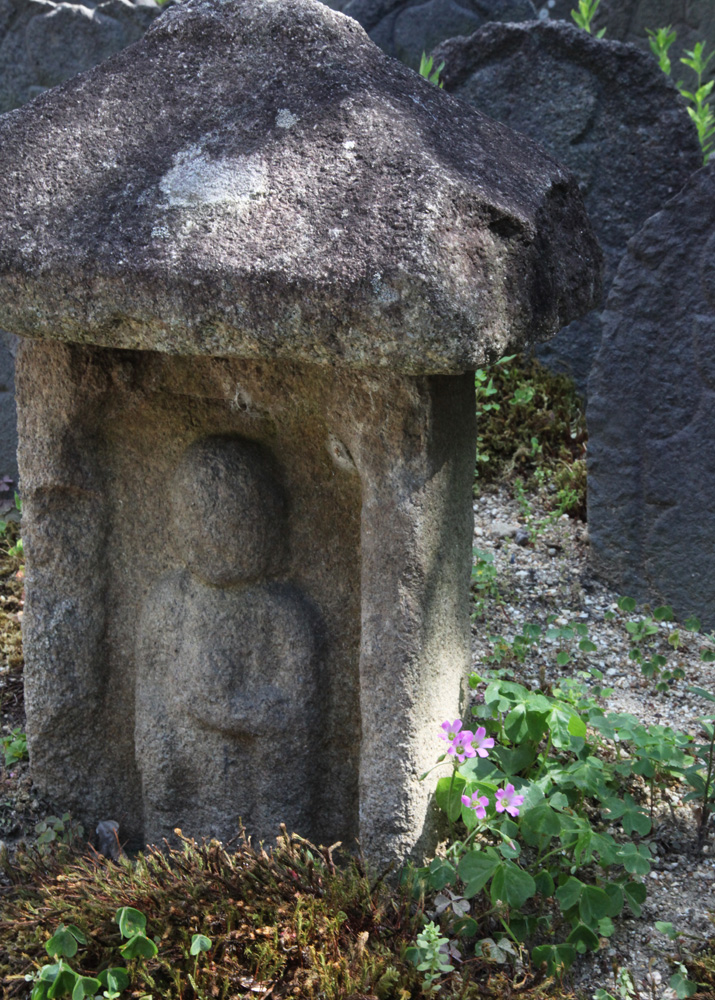 奈良市　元興寺　カタバミ　ドクダミ　ザクロ　ハス_c0108146_22244432.jpg