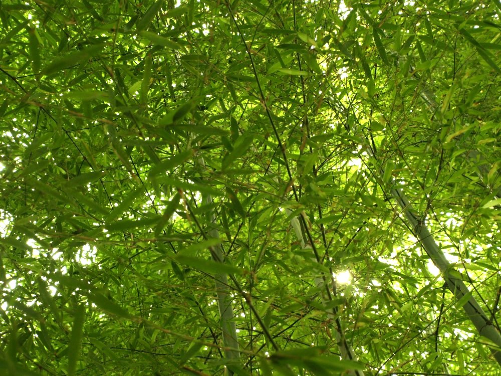 ☆ヒメの命日。公園をはしご☆_c0092953_16234274.jpg