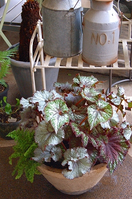 レックスベゴニアもりもり寄せ植え Kusakiの この植物をお買い レックスベゴニアもりもり寄せ植え Kusakiの この植物をお買い