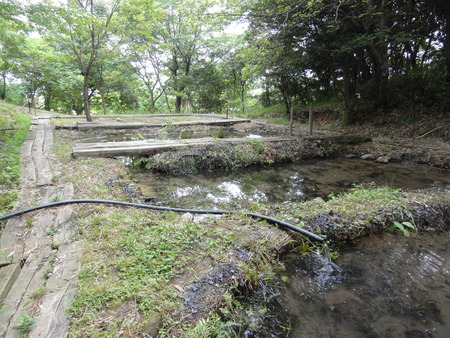 ビオトープの水漏れ補修(TATE-misaki一人作業) in うみべの森_c0108460_2254523.jpg