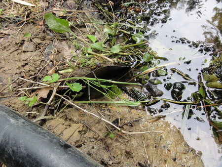 ビオトープの水漏れ補修　　in　　うみべの森_c0108460_2263714.jpg