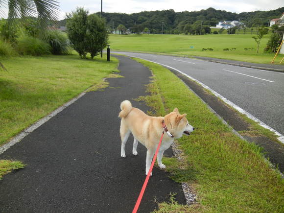 ’13、6,23(日)涼しくて気持ちよいお天気!_f0060461_9232119.jpg