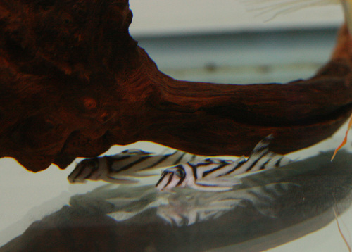 a0162263_20124439.jpg