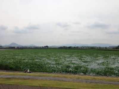 琵琶湖博物館と水生植物公園_d0227066_1874549.jpg