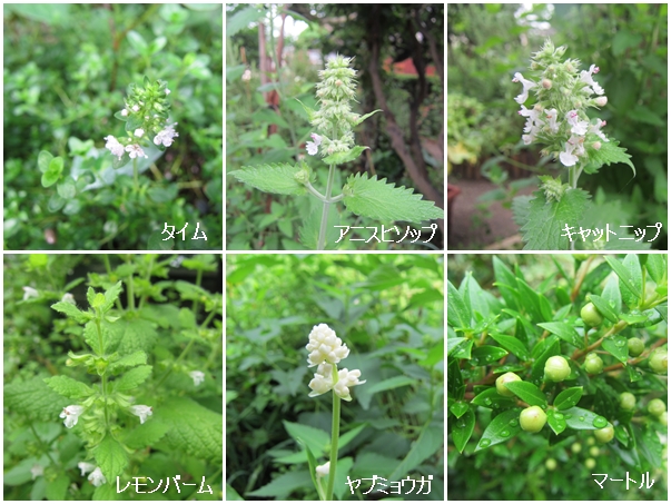 白いハーブの花たち開花開始 青い空が好き