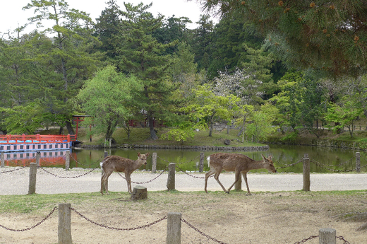 古の都　奈良へ_c0197980_223812.jpg