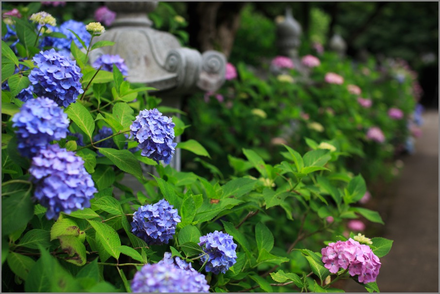 紫陽花行脚！　　～福知山　観音寺～_b0128581_21525761.jpg