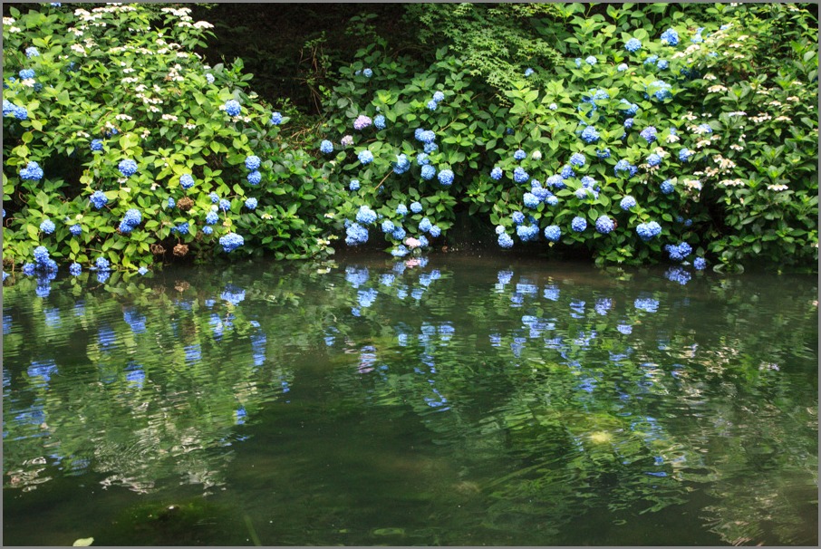 紫陽花行脚！　　～福知山　観音寺～_b0128581_21531562.jpg