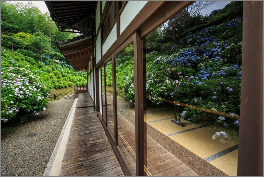 紫陽花行脚！　　～福知山　観音寺～_b0128581_2153447.jpg