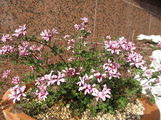b0182884_511240.jpg