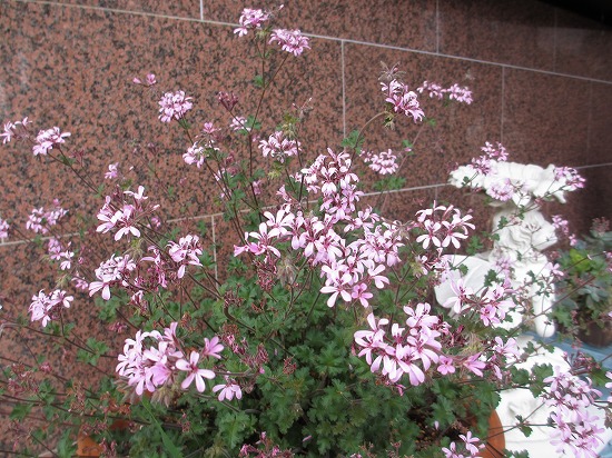 b0182884_53146.jpg