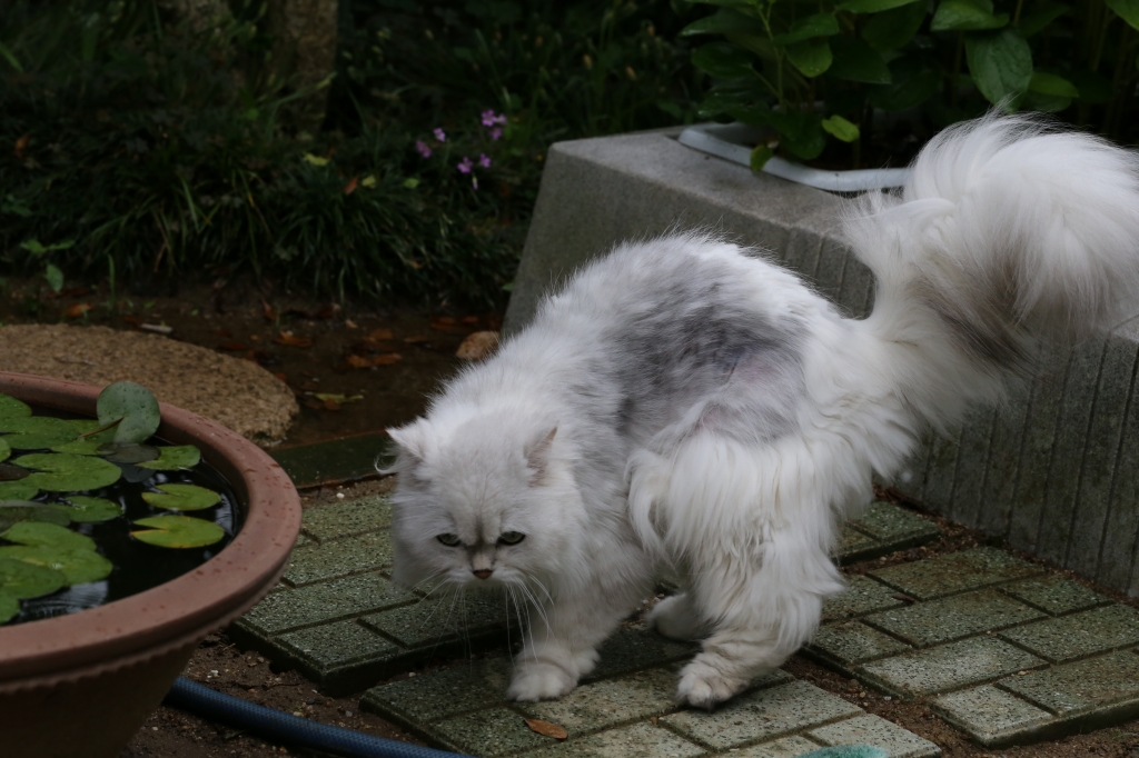 2013.06.23　愛猫”　はるか”と家庭菜園の花_f0140087_125361.jpg