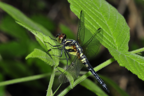 a0214490_1457111.jpg