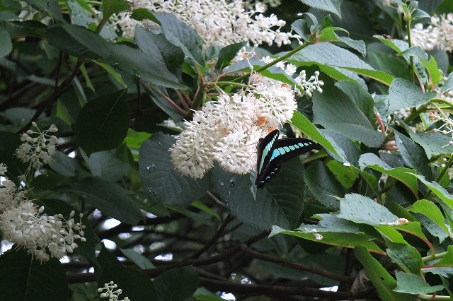 ■　リョウブの花　　　13.6.23_e0070891_22533267.jpg