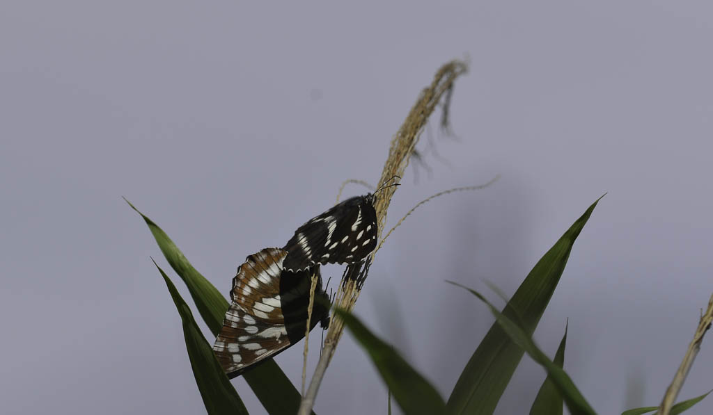 b0078795_718225.jpg