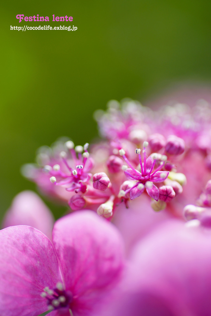 高幡不動紫陽花まつり_f0240595_16502232.jpg